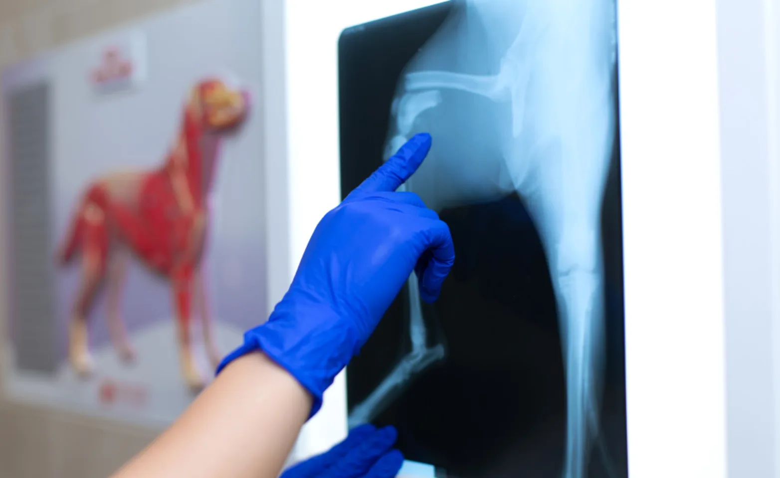 Veterinarian examining a dog's x-ray images